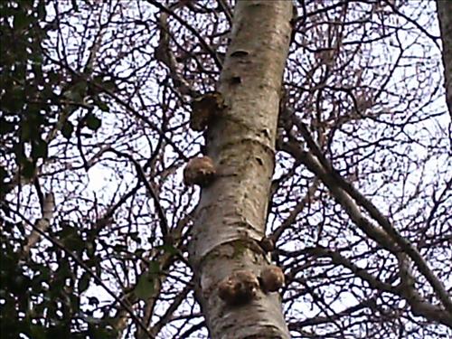 b-pic_0087.jpg